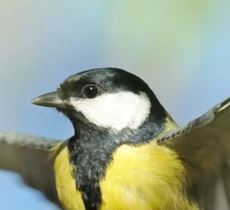 Vogelschutzfolie: Professioneller Vogelschutz auf Glasflächen