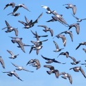 Vogelschutzfolien für nachhaltigen Vogelschutz